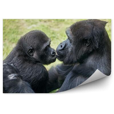 Fotótapéta Anya gorilla kölyökkel