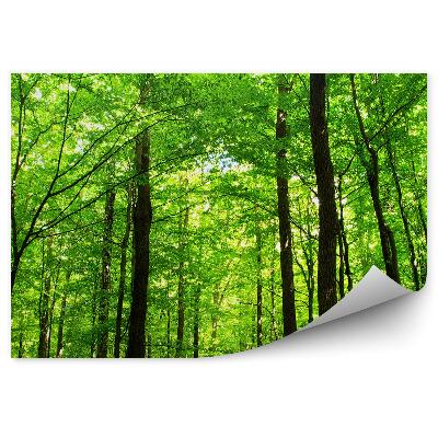 Öntapadós fotótapéta Erdő fák perspektíva alulról fény