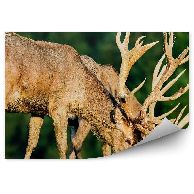 Modern fotótapéta Egy pár szarvas a zöld füvön