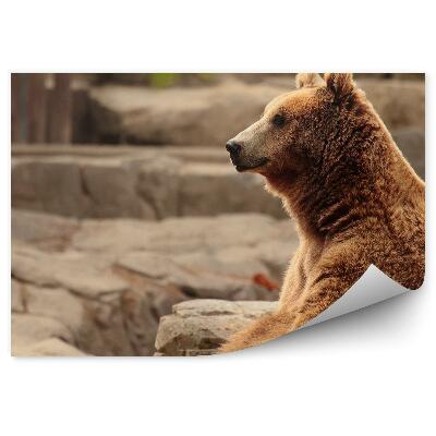 Öntapadós fotótapéta falra Ülő barna medve