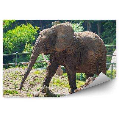 Öntapadós fotótapéta falra Elefánt a kifutón