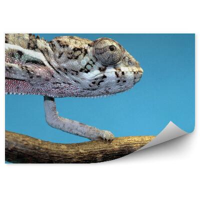 Poszter tapéta Kaméleon kék alapon