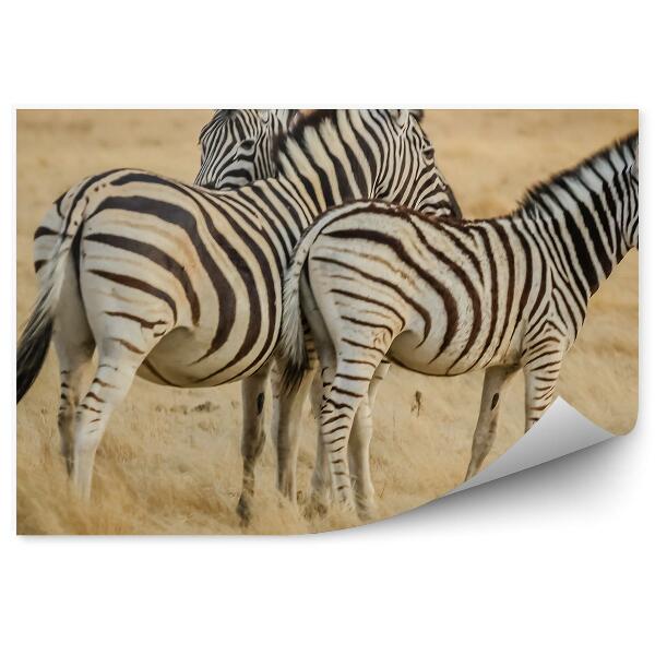 Öntapadós fotótapéta falra Zebra Afrikában