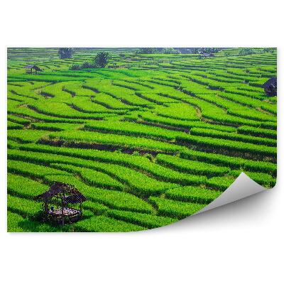 Öntapadós fotótapéta falra Rizsteraszok, zöld mezők, faházak