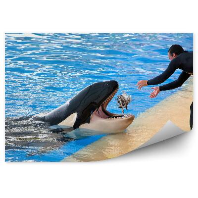 Poszter tapéta az Orca Loro park Tenerife táplálása