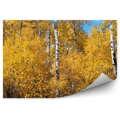 Öntapadós fotótapéta Nyírfák ősszel az erdőben