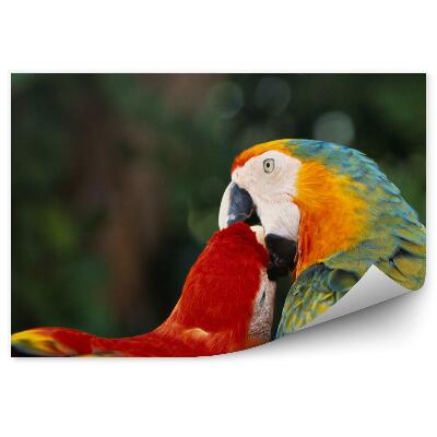 Öntapadó fotótapéta Papagáj csók