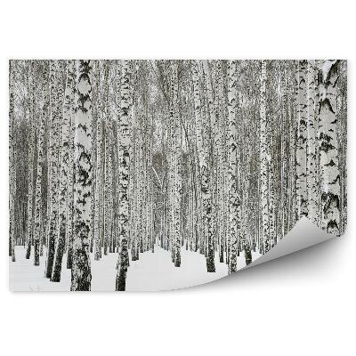 Öntapadós fotótapéta falra Téli nyírerdő