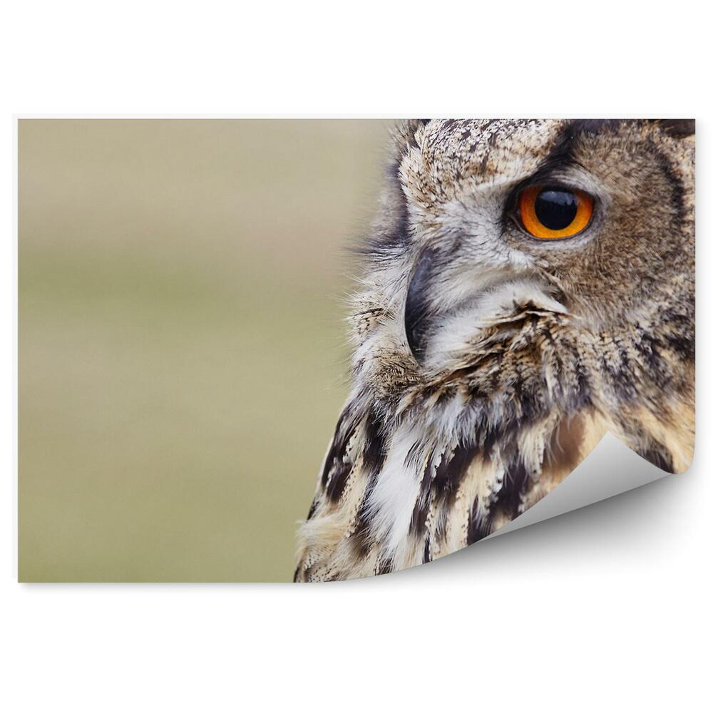 Modern fotótapéta Eagle bagoly közelről