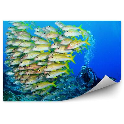 Öntapadós fotótapéta falra Halraj és búvár