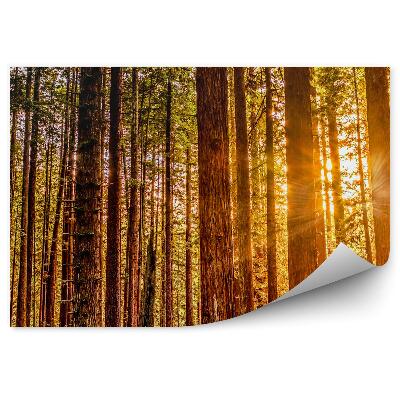 Öntapadós fotótapéta Vörös őszi fény fák természet