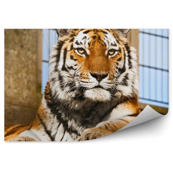 Öntapadós fotótapéta falra Tigris az állatkertben