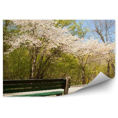 Poszter tapéta Cseresznyefák virágok fű sikátor pad ég