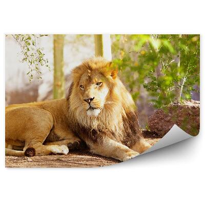 Fotótapéta Egy oroszlán a földön fekszik a dzsungelben