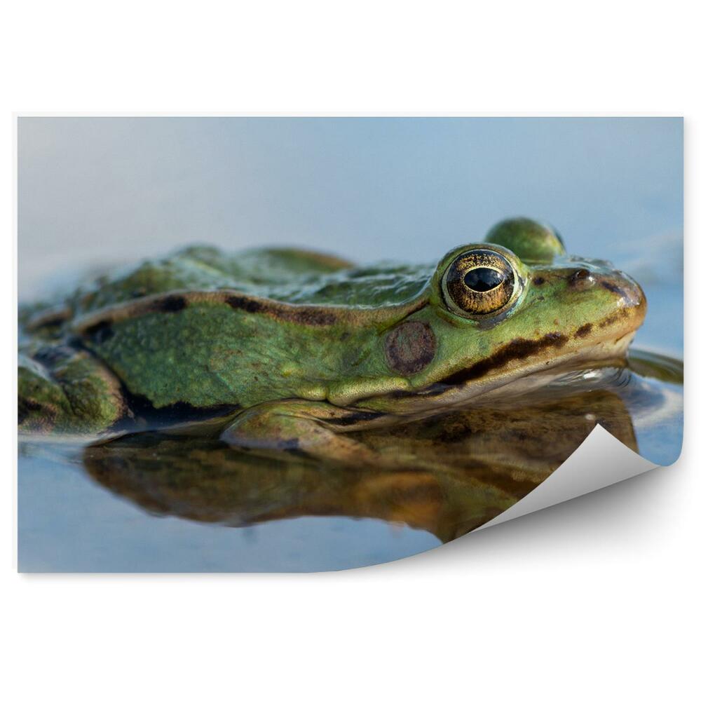 Fotótapéta Béka a tóban