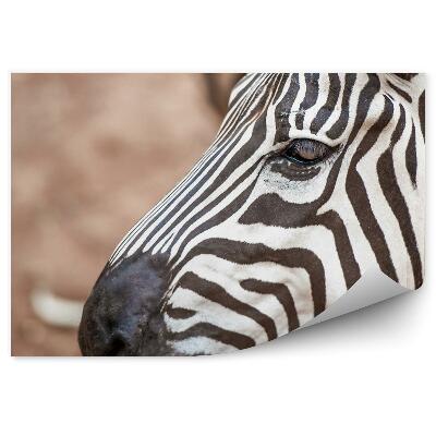 Fotótapéta Egy pár zebra az állatkertben