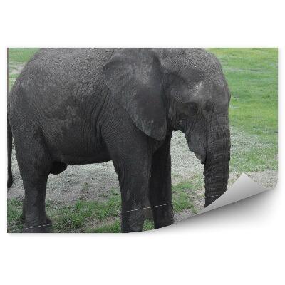Modern fotótapéta Elefánt a kiállításon