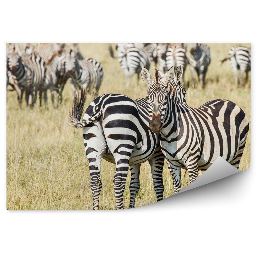 Fotótapéta Egy pár zebra egy csorda hátterében