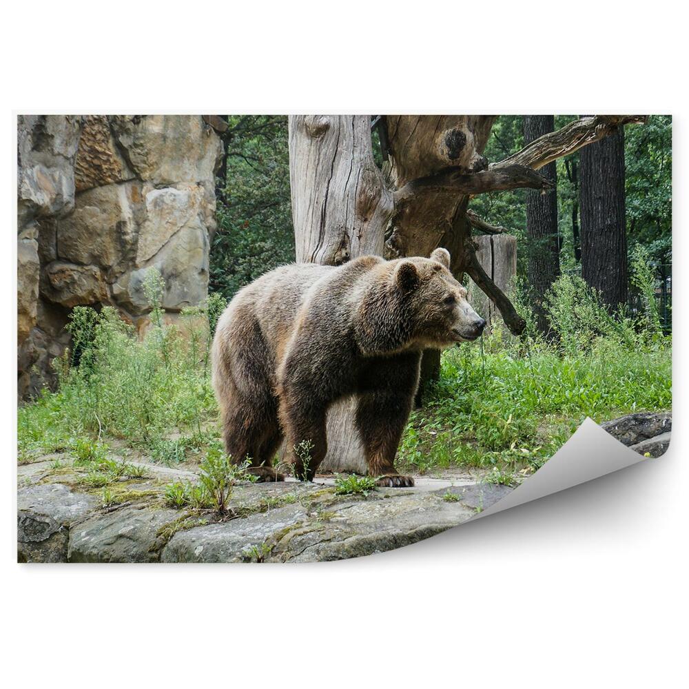 Fotótapéta Grizzly medve az állatkertben