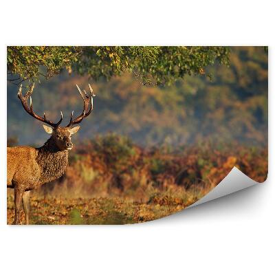 Modern fotótapéta Egy szarvas áll egy fa alatt