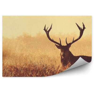 Fotótapéta Szarvas egy ködös réten