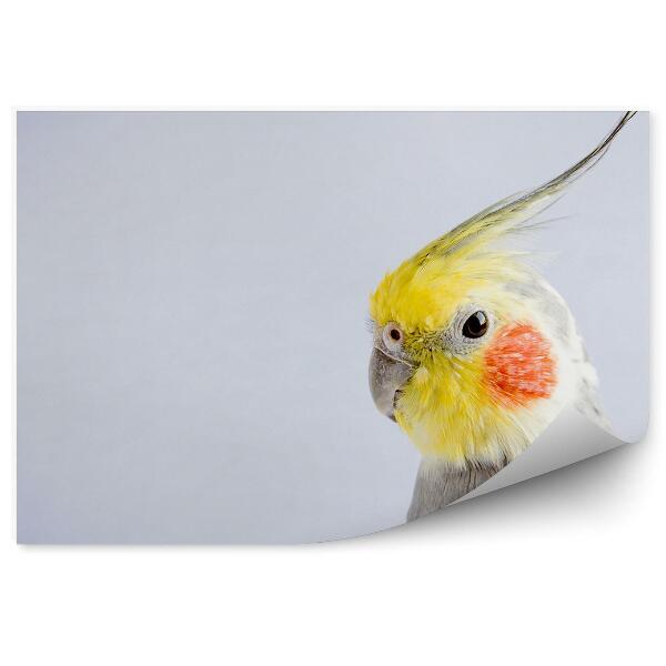 Öntapadó fotótapéta Cockatiel papagáj közelről a szürke háttér