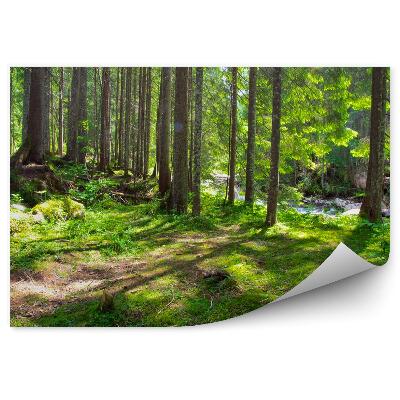 Öntapadós fotótapéta Zöld erdő víz patak fű