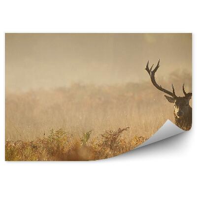 Poszter tapéta Szarvas egy ködös réten