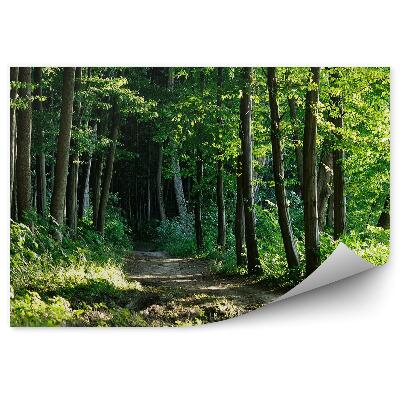 Öntapadós fotótapéta Út az erdőben fák természet