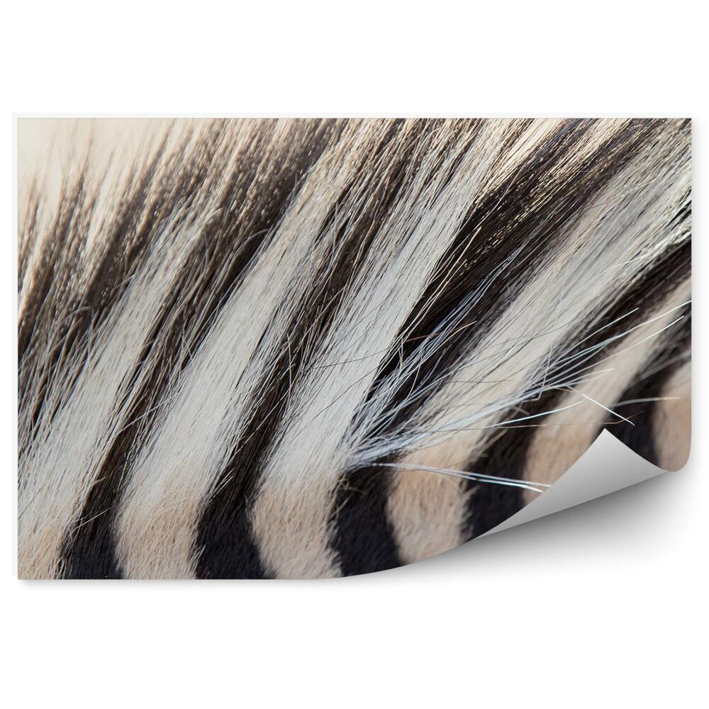 Fotótapéta Zebra sörény fekete-fehér csíkos szőrme