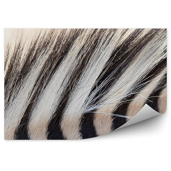 Fotótapéta Zebra sörény fekete-fehér csíkos szőrme