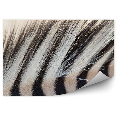 Fotótapéta Zebra sörény fekete-fehér csíkos szőrme