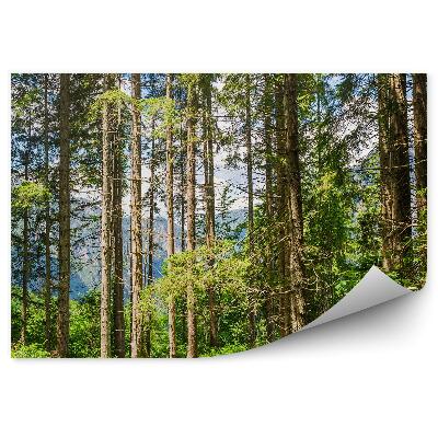 Öntapadós fotótapéta Karácsonyfák zöld természet a háttérben a hegyek