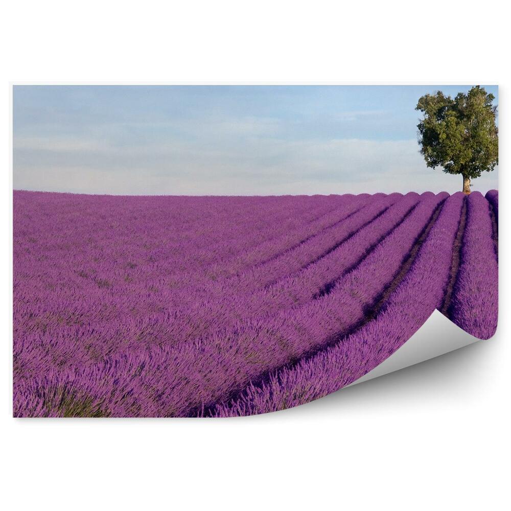 Fotótapéta levendula mező fa égbolt felhők Provence Franciaország