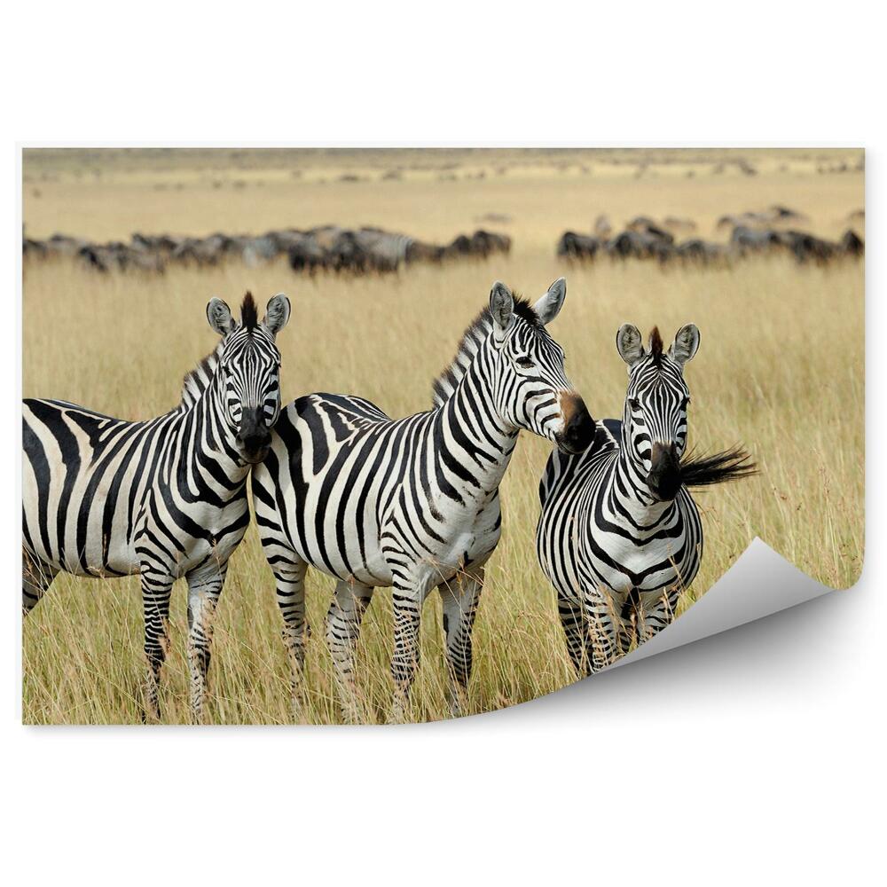 Poszter tapéta Három zebra a szavannán
