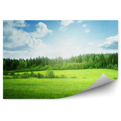 Fotótapéta Fű mező kék ég felhők