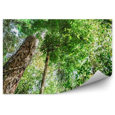 Fotótapéta Brazília fák erdő zöld növényzet