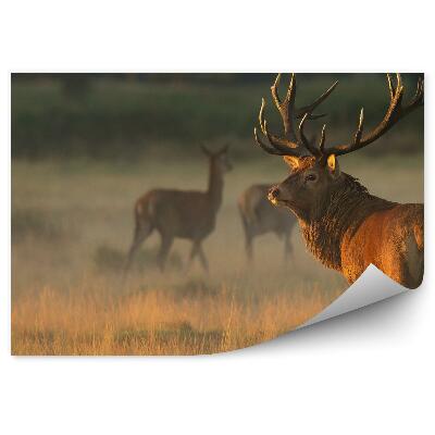 Öntapadós fotótapéta falra Szarvas a réten hajnalban