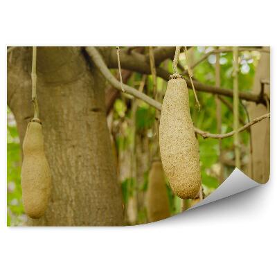 Öntapadós fotótapéta Gyümölcsfa természet közelkép