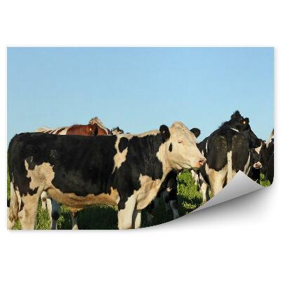 Öntapadós fotótapéta Tehén legelésző tisztás égbolt
