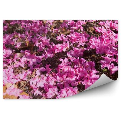 Fotótapéta Rózsaszín washingtoni azálea