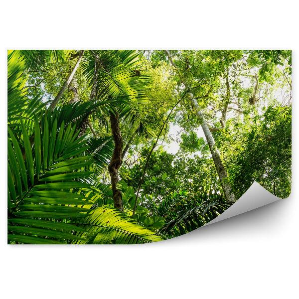 Fotótapéta Amazonas levelek magas fák zöld