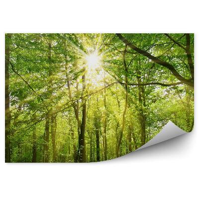 Öntapadós fotótapéta A fák koronáján áttörő nap