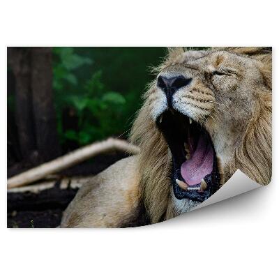 Öntapadó fotótapéta Ordító oroszlán