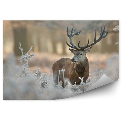 Modern fotótapéta Szarvas fagyos növényzet között