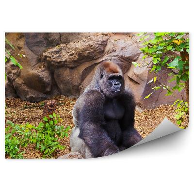 Poszter tapéta Gorilla ül egy kövön
