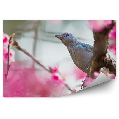 Poszter tapéta Rózsaszín cseresznye virágok kék madárfa