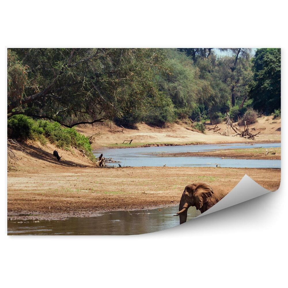 Modern fotótapéta Afrikai elefánt vízi fák nemzeti park