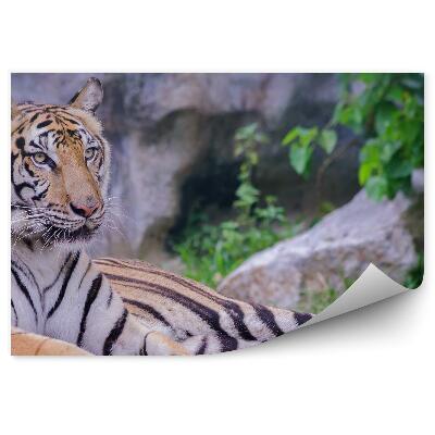 Modern fotótapéta Egy fekvő tigris a sziklák hátterében