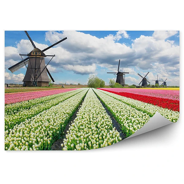 Fotótapéta Színes tulipán virágok mező szélmalmok között